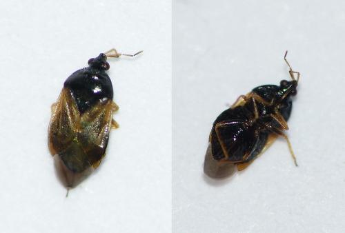 Orius sp.